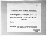 Plasmopara viticola image